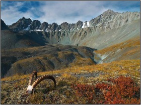 Рога мертвых ОЗУ, Алтай, Россия-03. Фото: http://ru.123rf.com Рога мертвых ОЗУ, Алтай, Россия-03. Фото: http://ru.123rf.com