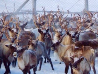 Олени в Мурманске. Фото: kpcdn.net Олени в Мурманске. Фото: kpcdn.net